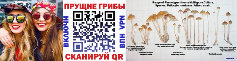 мориарти какой сайт  Ухта  Псилоцибиновые грибы прущие грибы 
